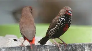 Amazing Finches @ Canberra Walk in Aviary