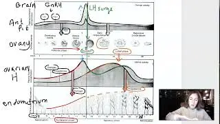 Week 2 Lecture: Part 3 Menstrual cycle