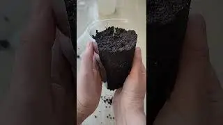 СУПЕР СТАКАН для перевалки БАКЛАЖАНА и ПЕРЦА