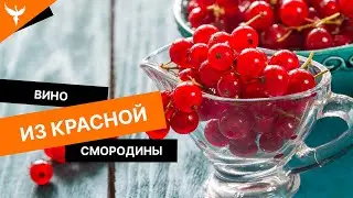 Вино из красной смородины. Просто, но со вкусом