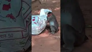 Funny monkey 