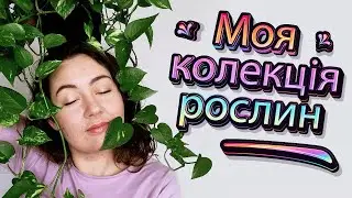 моя колекція кімнатних рослин 2022