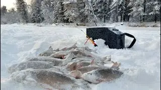 ОНИ ЗАГИБАЮТ КИВКИ И ВОРУЮТ УДОЧКИ.ЛОВИМ ЯЗЯ НА ТЯЖЕЛУЮ МОРМЫШКУ С ЧЕРВЕМ.