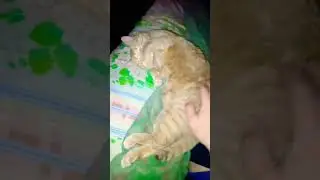 Просто рыжий солнечный кошак спит #video #vid #v #cat #cute #animal #funnycat #funny #kitten