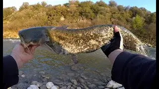 Wels Catfish / Silurus Glanis on the fly - Fly Fishing Greece