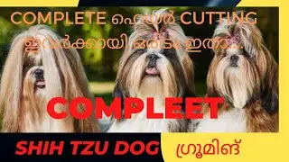 A beautiful haircuts shih tzu | groom shih tzu?| pets ന്റെ super market|🐩🤯ഞെട്ടിപ്പോകും |ROMS N RACK