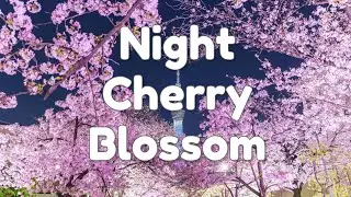 The First Open Air Bus Night Cherry Blossom Tour in Tokyo - JTB Yozakura bus tour 2024