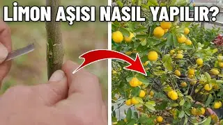 How To Make Lemon Tree Graft ? Tips for Making Lemon Tree Grafting at Home