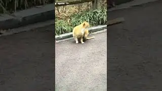 How cute our cat recording another cat 💜💜😂🙈🥰 #lilmeowmeow