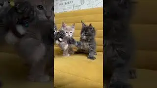 Котята❤️ полидактильные мейнкуны 🤩 все полноприводные (на каждой лапке по 6 пальцев) есть свободные