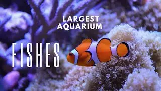 🐠 Dive into the captivating world of aquarium fishes! 🌊