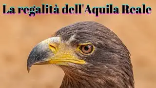 La maestosità dell'aquila reale!