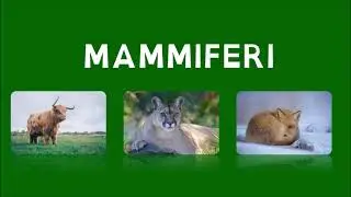 I MAMMIFERI