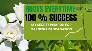 100% Rooting Success: My Secret Weapon for Rooting Gardenias Simply