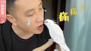 鹦鹉喜不喜欢的一个人，看它的肢体语言就能说明一切！「马可波罗show」