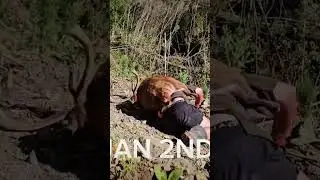 WHAT A START TO THE NEW YEAR #homesteading #hunting #pighunt #deer #dog #selfsufficient  #outdoors