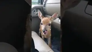 Rescaté a Bambi