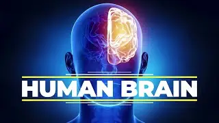 Human Brain | Structure and Functions | Class 10 and Class 11