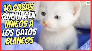 🔴 GATOS BLANCOS SIGNIFICADO DE 10 DE SUS CARACTERÍSTICAS QUE LOS HACEN ÚNICOS 💘