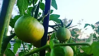 Our Veggie Patch... so far...