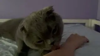 Cat Bites