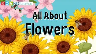 All About Flowers