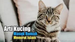 Arti Kucing Datang ke Rumah, Pertanda Penting Bagi Penghuninya, Bukan Mitos Tapi Menurut Islam