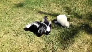 Three cute little skunks go outside for the first time. A trip to the park.