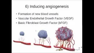 10 Hallmarks of Cancer - Revision