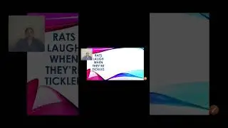 RATS LAUGH WHEN TICKLED - It's the Weirdest Thing You'll Ever Experience