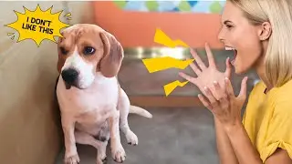 7 Things You Must Never Do to Your Beagle