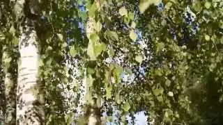 ФУТАЖ ТАНЕЦ  БЕРЁЗЫ