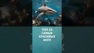 Топ-10 самых красивых акул в мире 