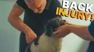 Agility Dog "Ramses" INJURES Spine & Can't Jump ~ NEEDS Chiropractic Help! (Amazing Results) 🤯🐶