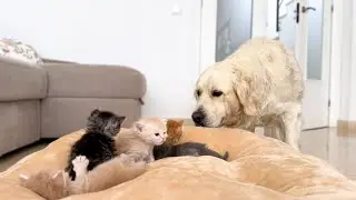 Golden Retriever Reacts to Baby Kittens in his Bed