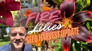 How to Grow and Harvest Free Fire Lily Seeds!