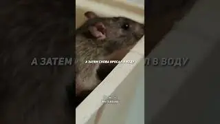 Удивительный Эксперимент с Крысами | Мотивация Верить в Себя!