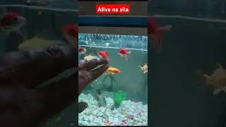 alive fish in our Aquarium