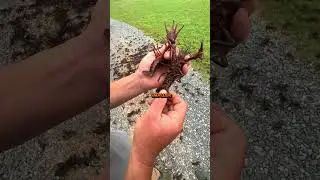 Crawfish Babies | HOW IT WORKS 