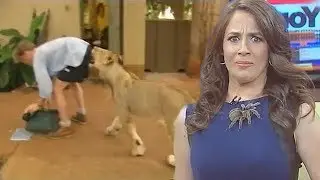 Best Animal News Bloopers Compilation 2022