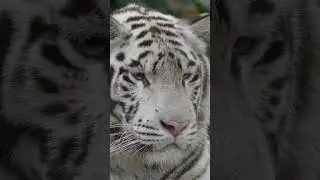 White tigers: A mystery of nature 😍 