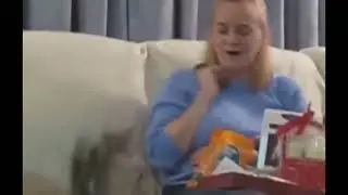 Funny jumping cats