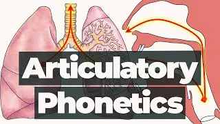 Introduction to Articulatory Phonetics – Branches of Phonetics