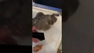 Хышник