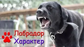 Характер лабрадора