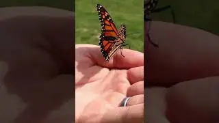 The Butterfly's Struggle | Short Inspirational Story