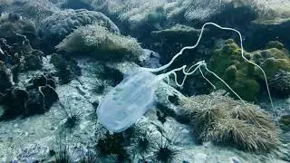 Box Jellyfish, Koh Tao, Thailand.