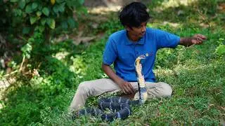 KING COBRA | We got a king cobra 🐍 | ഇത് രാജവെമ്പാല അല്ല