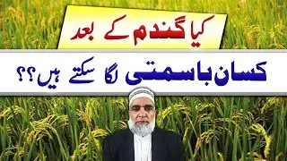 Feasibility of Kisaan Basmati after wheat crop || Crop Reformer