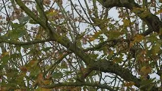 Einsames Vögelchen im Herbstbaum